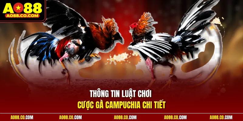 Thông tin luật chơi cược gà Campuchia chi tiết